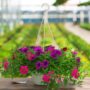 Combo – Mermaid Tails – 10″ Hanging Basket
